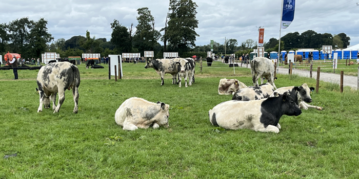 Selecting for CBV pays for dairy-beef farmers