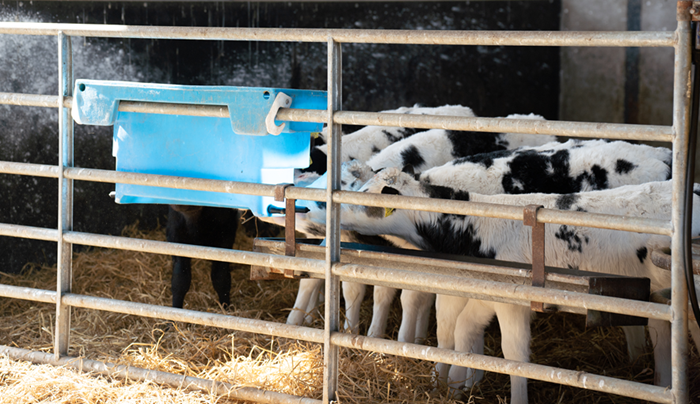 Belgian Blue calves drinking milk from a blue teat feeder