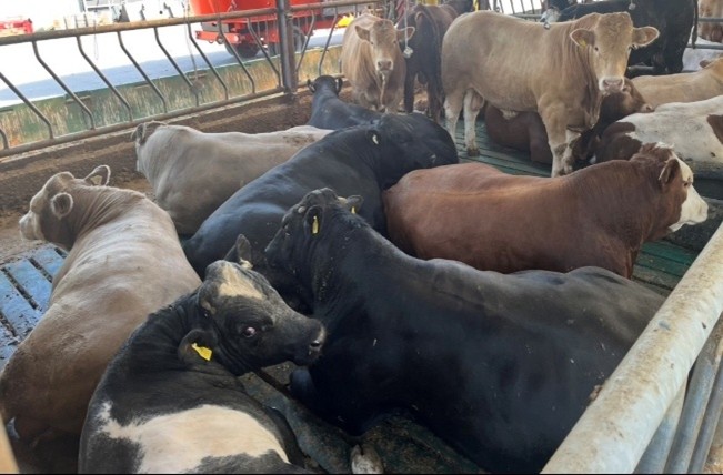 Suckler bred bulls lying on slats