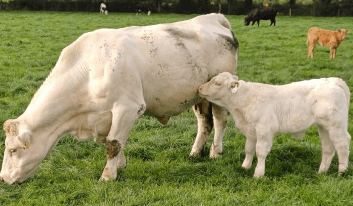 Bunnyshill-Billybob-pictured-with-his-dam at grass