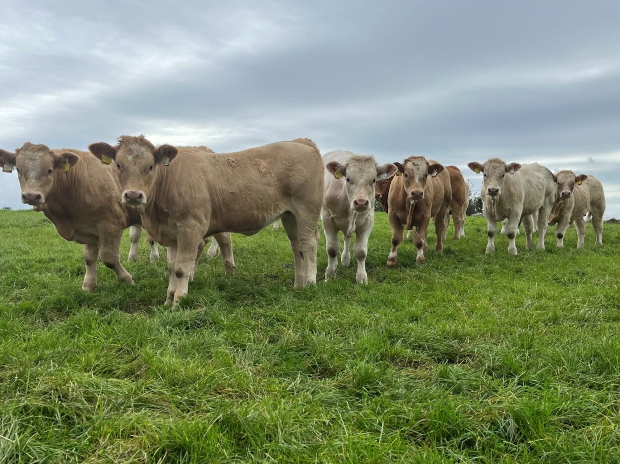 Charolais cross calves in grass field