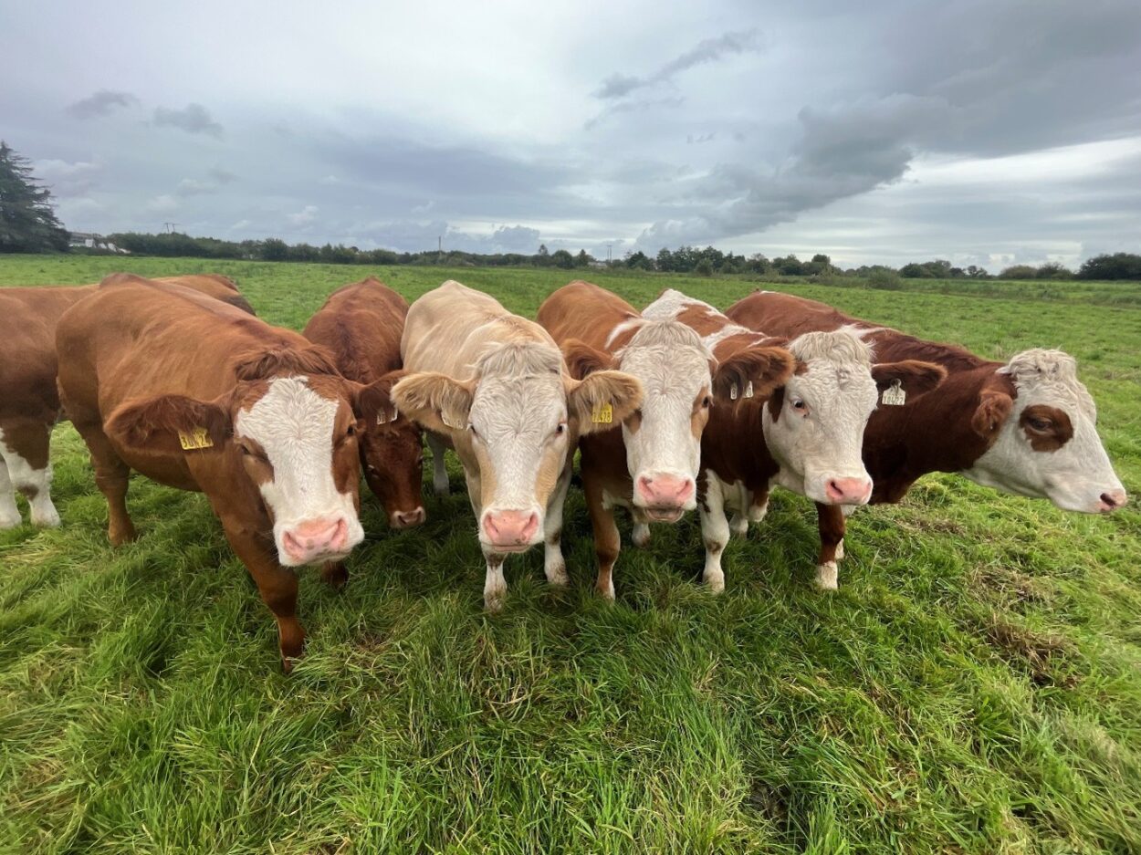 Simmental cross in calf heifers in grass field