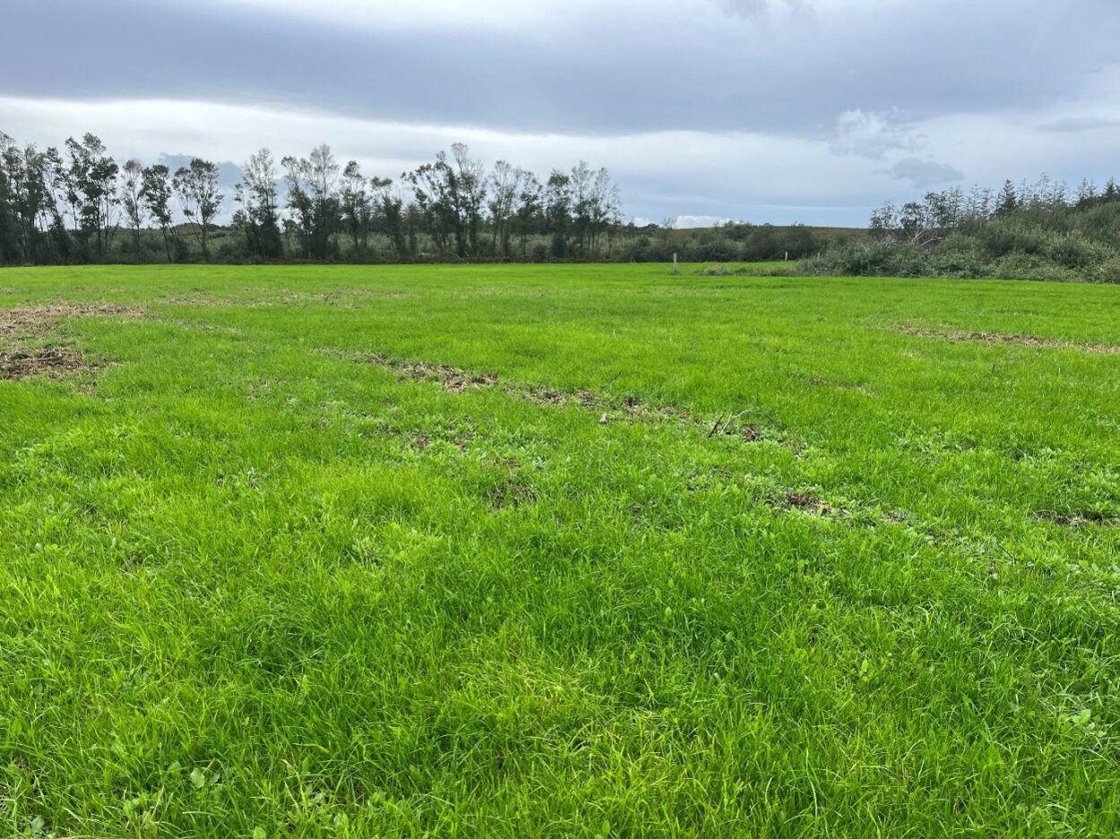 Reseeded field of grass
