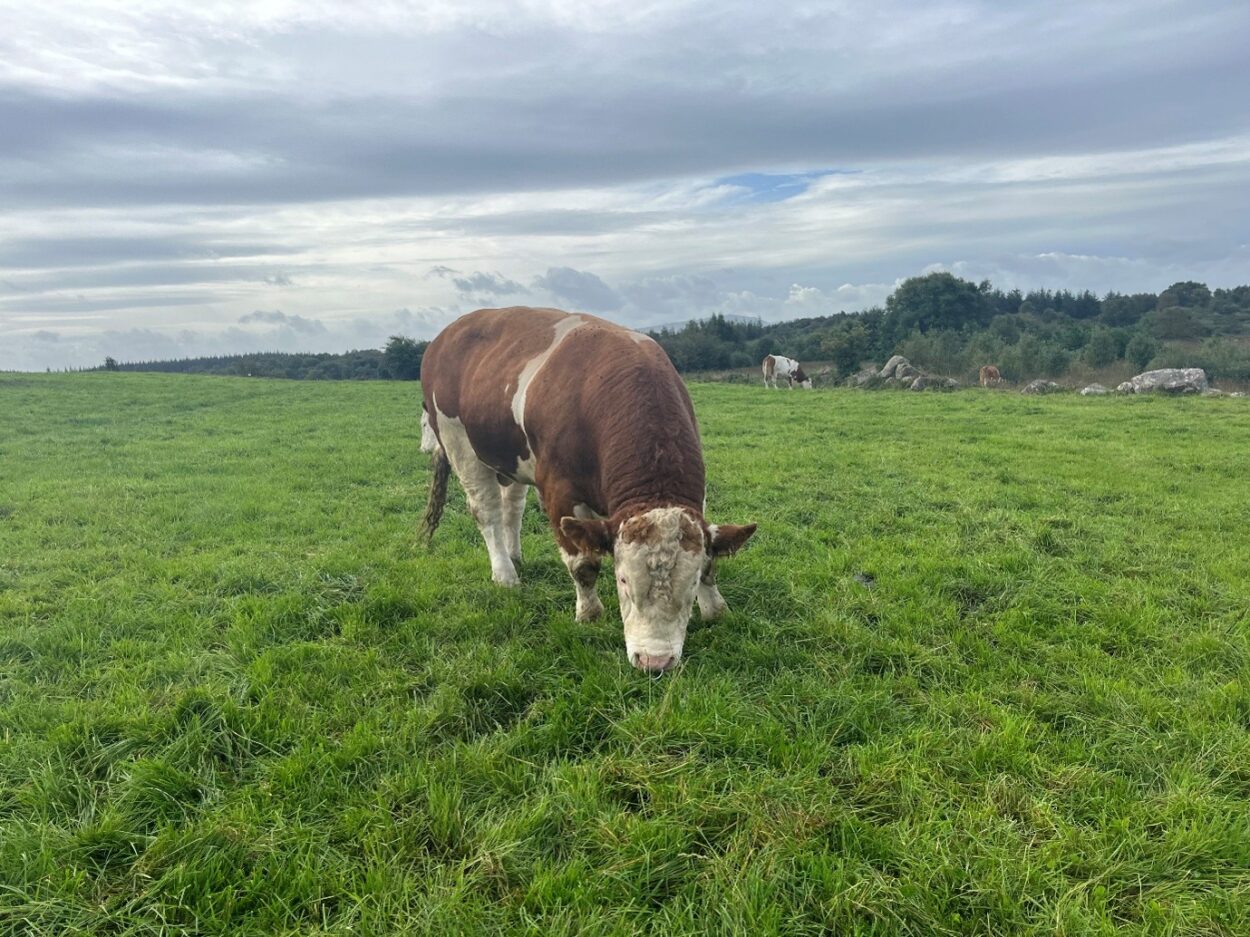 Simmental stock bull in grass field