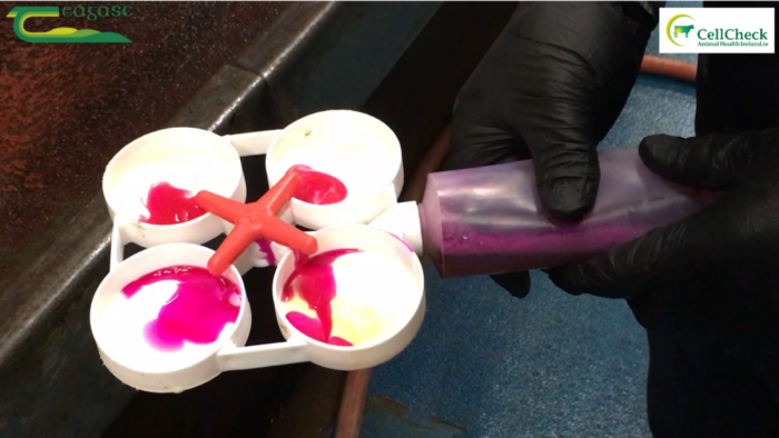 Using the California Mastitis Test (CMT) after calving