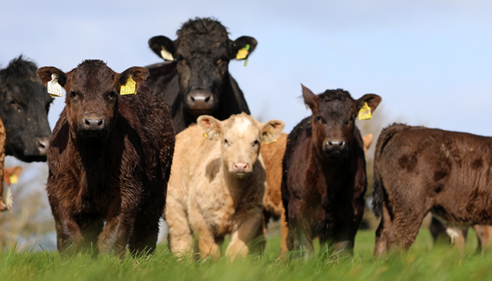 Cover image for Why Newford places such an emphasis on bull selection article