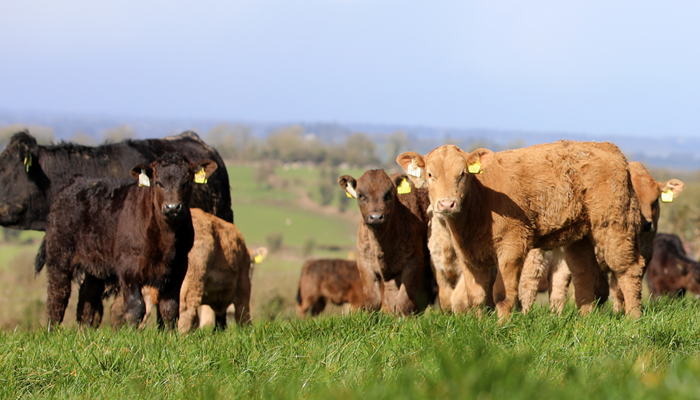 5 reasons why suckler farmers should attend the Newford Open Day
