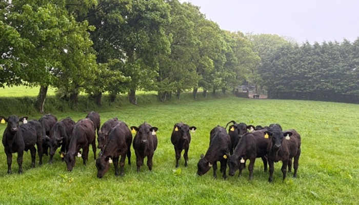Angus calves at grass