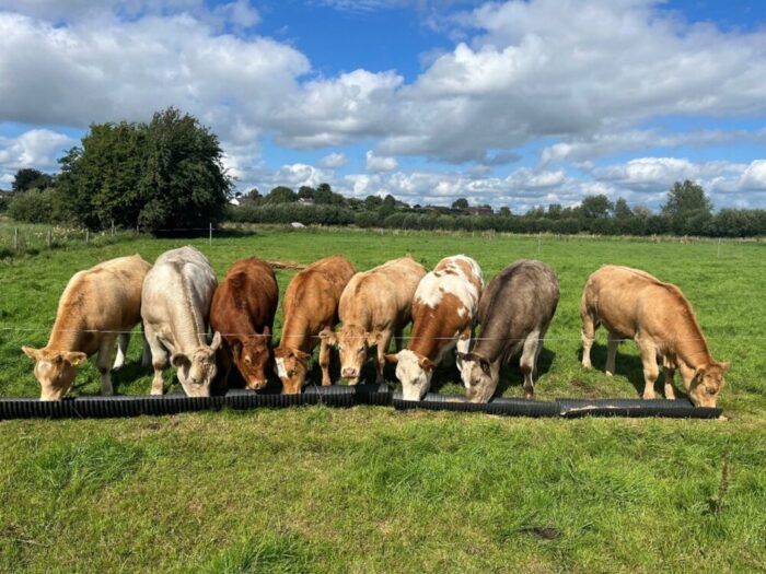 Feeding concentrates to finish cattle off grass