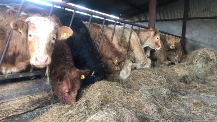 Winter housing of beef cattle