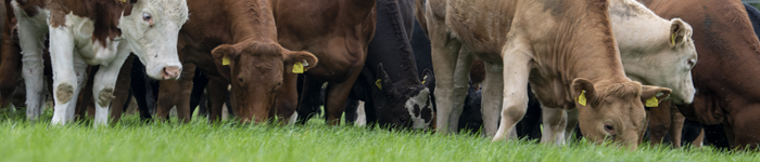 Cattle in Teagasc Grange with heads bowed grazing