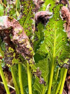 Cercospora