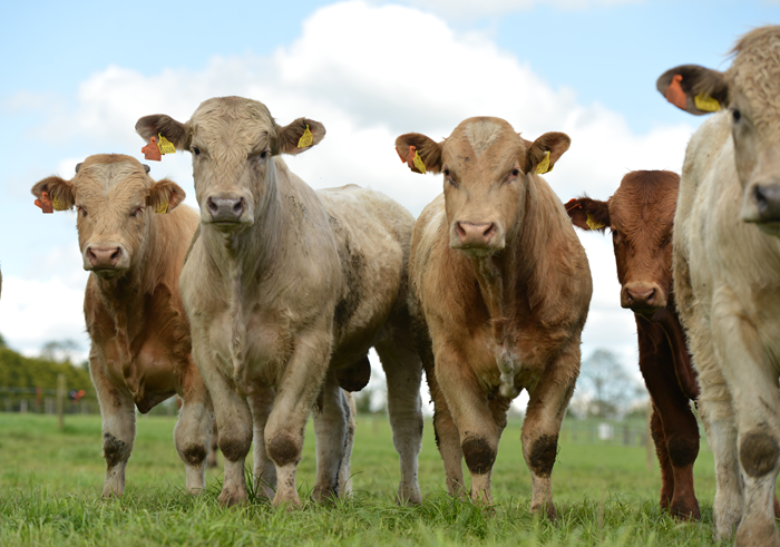 Teagasc launches nationwide autumn beef mart advisory events