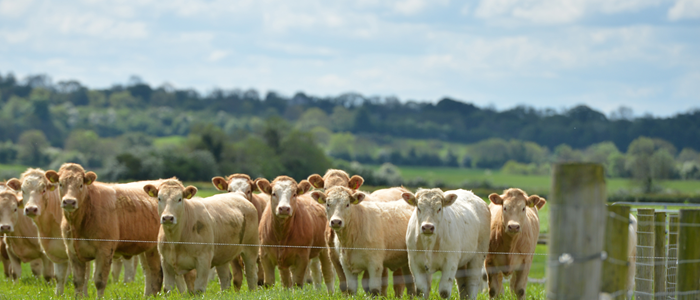 Beef Management Notes – September 2026