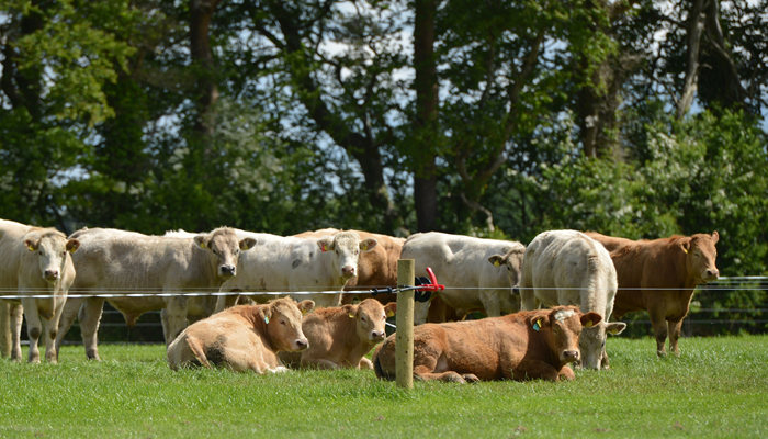 Grazing focus: Troubleshooting common issues with electric fences