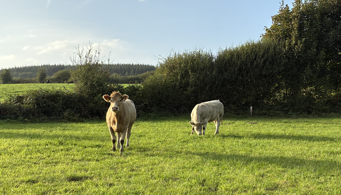 Cover image for Efficient suckler farming and practical decision making highlighted at Future Beef farm walk article