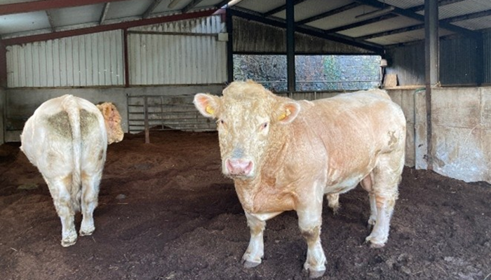 5 tips for better stock bull management