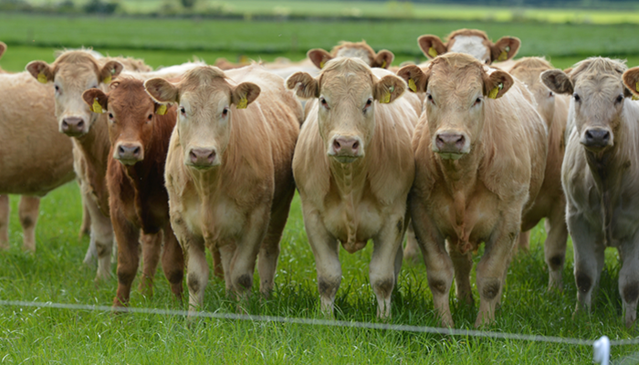 Growing more grass with the wire: 4 steps for beef farmers