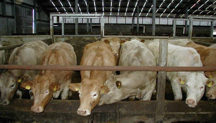 Missing daily liveweight gain targets could cost beef finishers