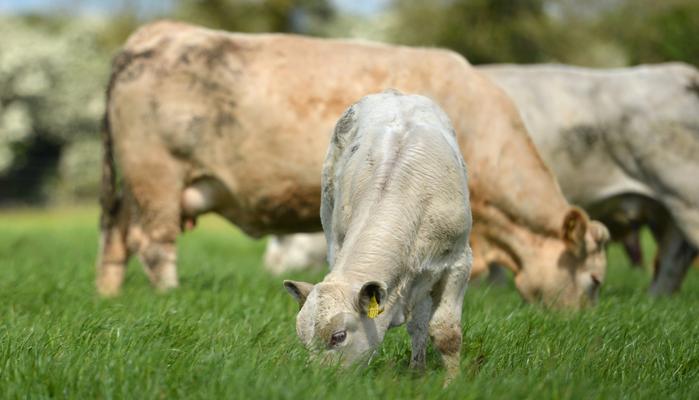 Table: Does calving at 24 months of age affect subsequent suckler cow performance?