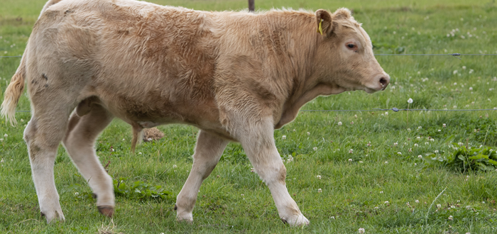Charolais weanling at Teagasc Grange