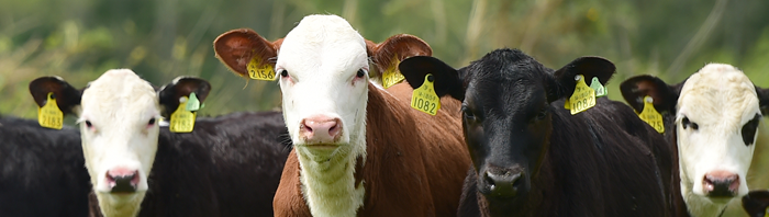 Hereford and Angus calves