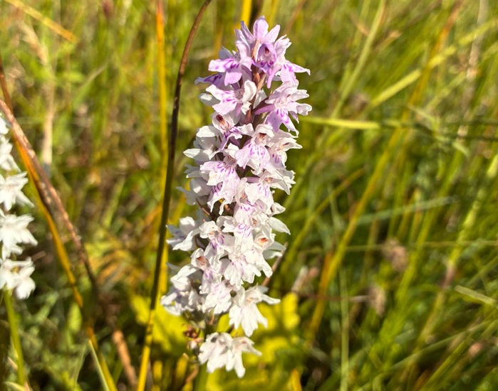 Common spotted orchid