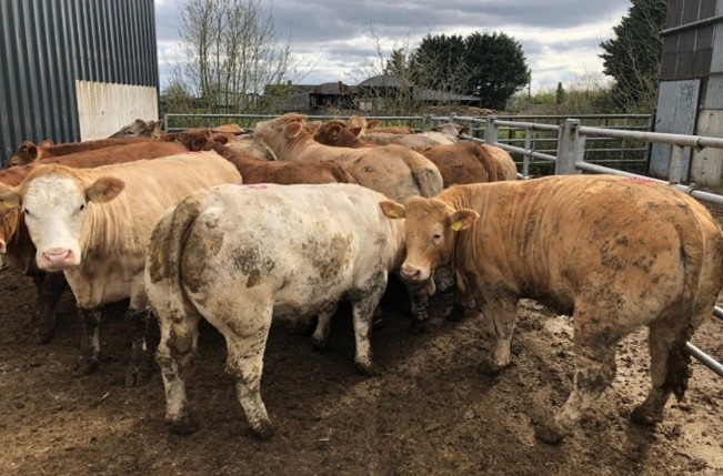 Selecting factory fit cattle