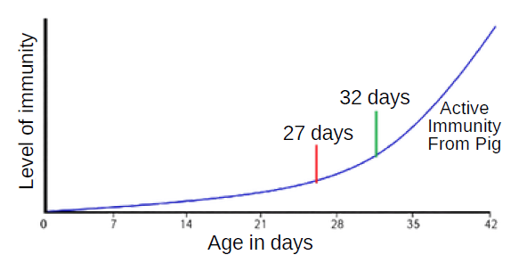Line graph showing level of immunity against age in days, illustrating development of active immunity from pig. Blue curve rises slowly before accelerating, with red marker at 27 days, green marker at 32 days, x-axis spanning 0–42 days and y-axis recording immunity level.