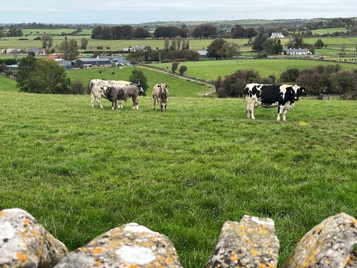 Cover image for Future Beef Update: Calving difficulty, shape and colour a priority for Olivia Hynes article