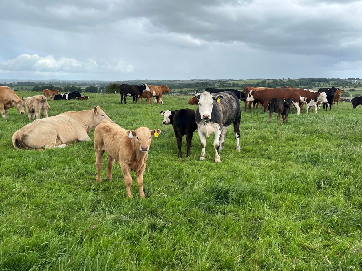 Suckler cows and calves in grass field