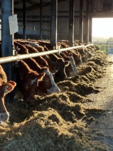 Cows eating red clover silage