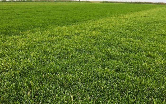 Avoiding crop damage: The importance of sprayer hygiene