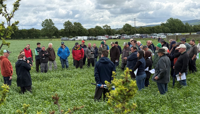 Combining organic tillage and sheep in Co. Carlow