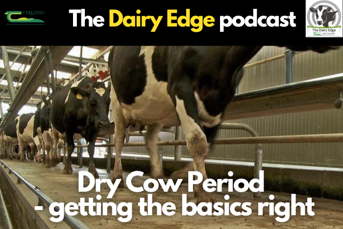 Dry cow period – getting the basics right