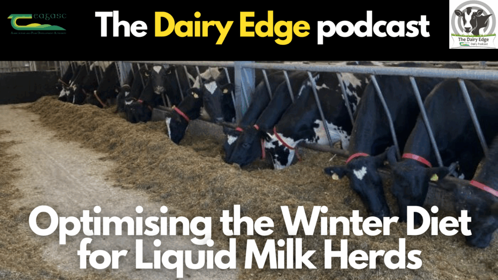 Cover image for Dairy Edge: Winter diets for liquid milk herds article