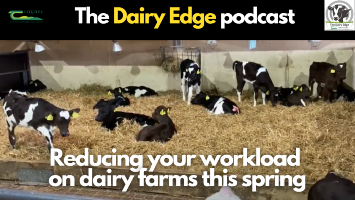 Cover image for Reducing your workload on dairy farms this spring article
