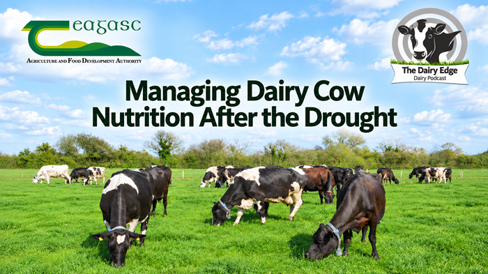 Back to grass: Managing dairy cow nutrition after the drought