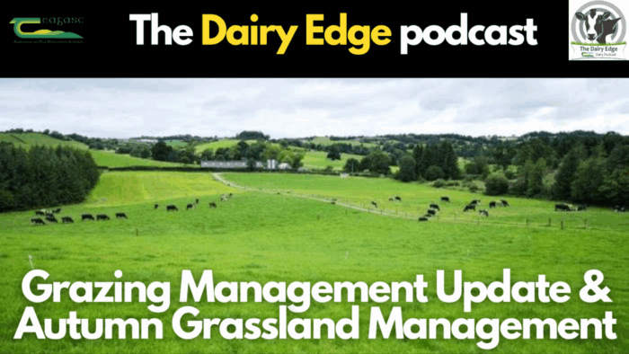 Dairy Edge: Grazing management and autumn grassland management