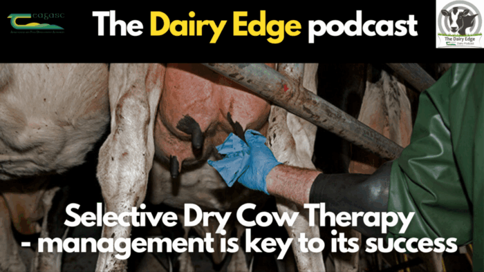 Selective Dry Cow Therapy – excellent management is the key to success