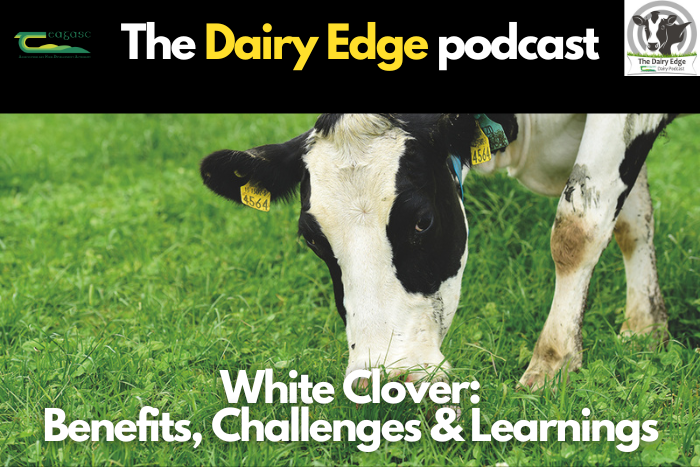 White clover: Benefits, challenges and learnings with Dr Michael Egan