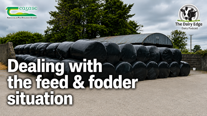 Joe Patton on dealing with the feed and fodder situation