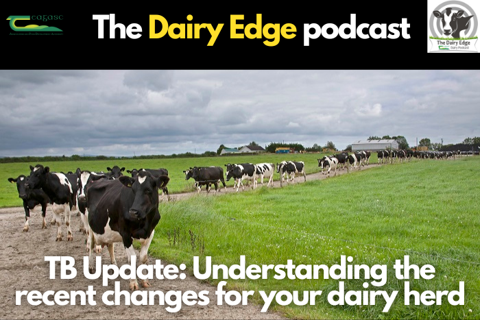 Cover image for TB update: Understanding the recent changes for your dairy herd article