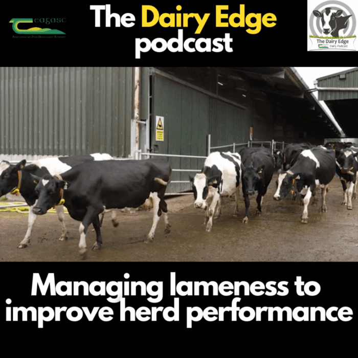 Cover image for Dairy Edge: Managing lameness will improve herd performance article