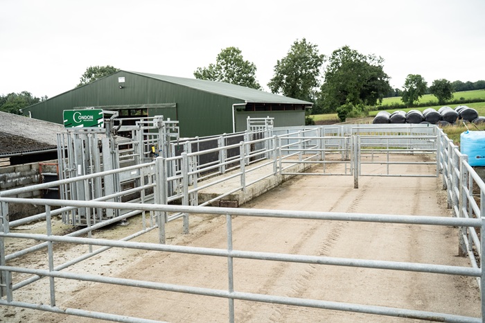 the collecting pen of the handling unit on Peter O Hanrahan's farm, slatted accommodation pictured in the background