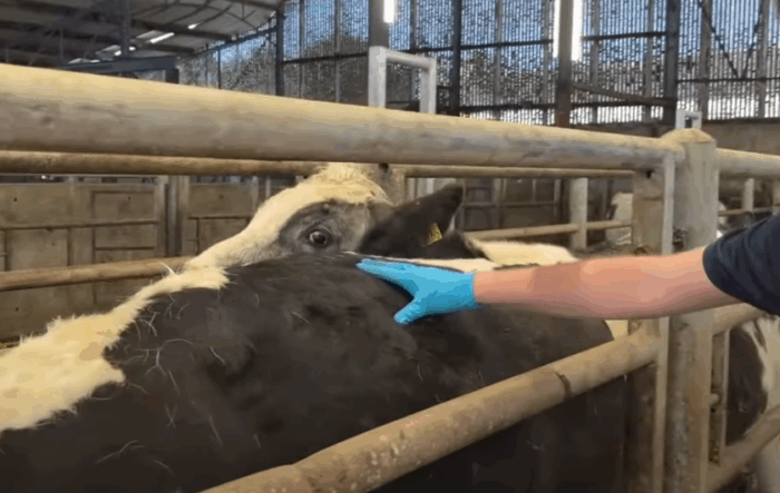Watch: Finding the best finishing strategy for your dairy beef animals