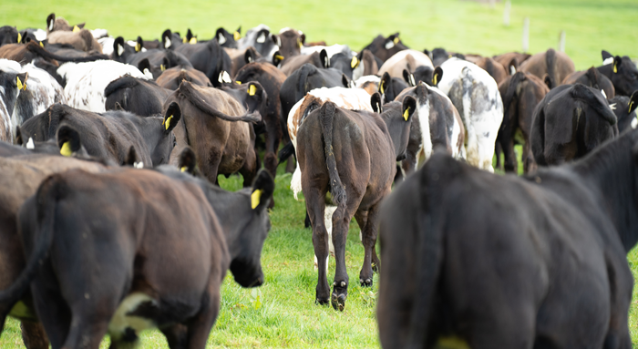 A Mixture of Beef sired dairy beef calves at grass