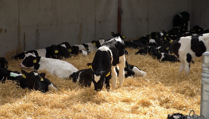 CalfCare events to get underway