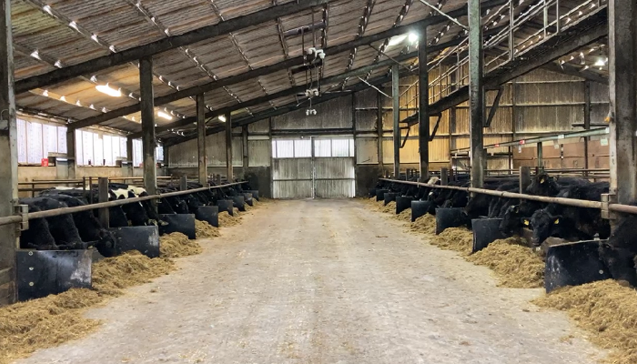 Controlling liver fluke in dairy beef animals this winter