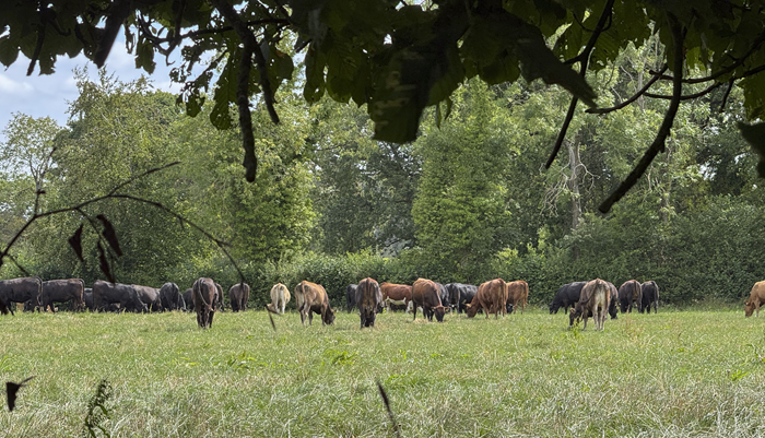 Building resilience into Irish farming systems to future dry spells